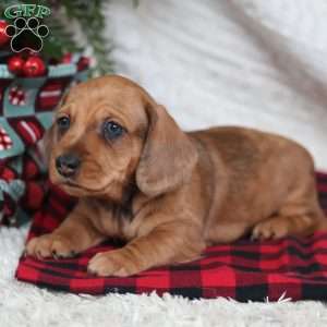Rufus, Dachshund Puppy